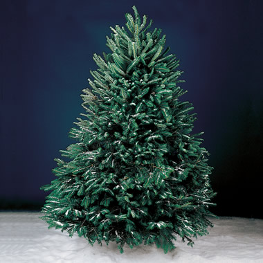 The Freshly Cut Christmas Tree (7 1/2' Slim)