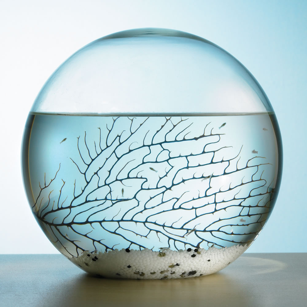 The Self Sustaining Ecosphere (9 Inch)