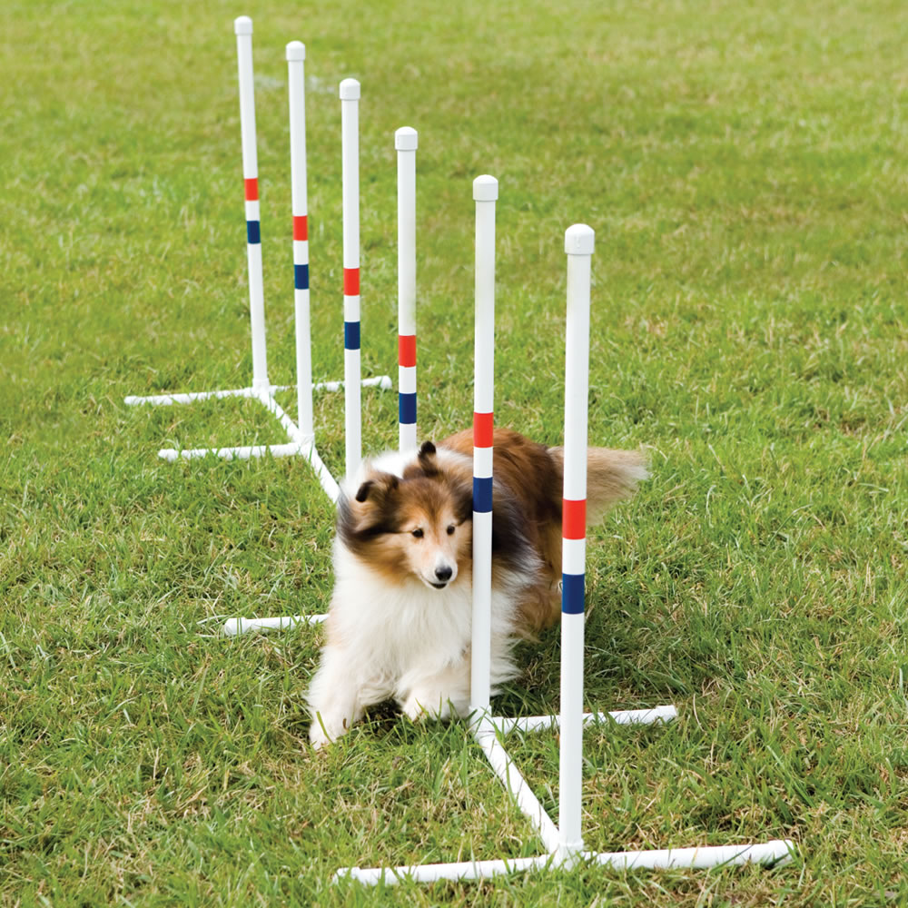 The Weave Poles Dog Agility Trainer