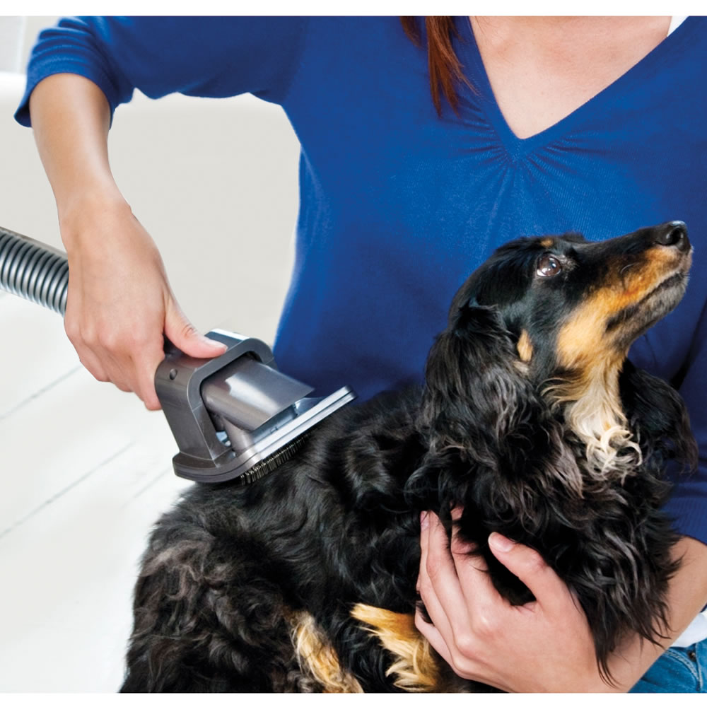 51 Top Photos Animal Hair Vacuum - These Are The Best Vacuums For Cleaning Up Pet Hair According To The Experts Martha Stewart
