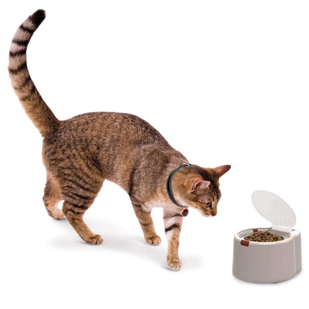 automatic cat feeder with collar