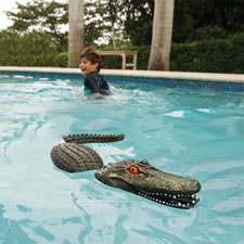The Pool Guarding Gator