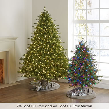 The New York City Norway Spruce (6.5')