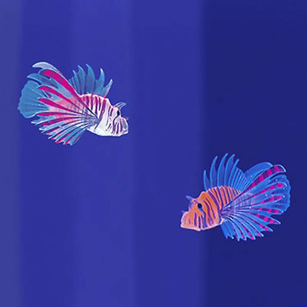 Two Pack Of Lionfish