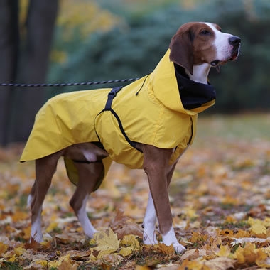 The Dog's Reflective Raincoat