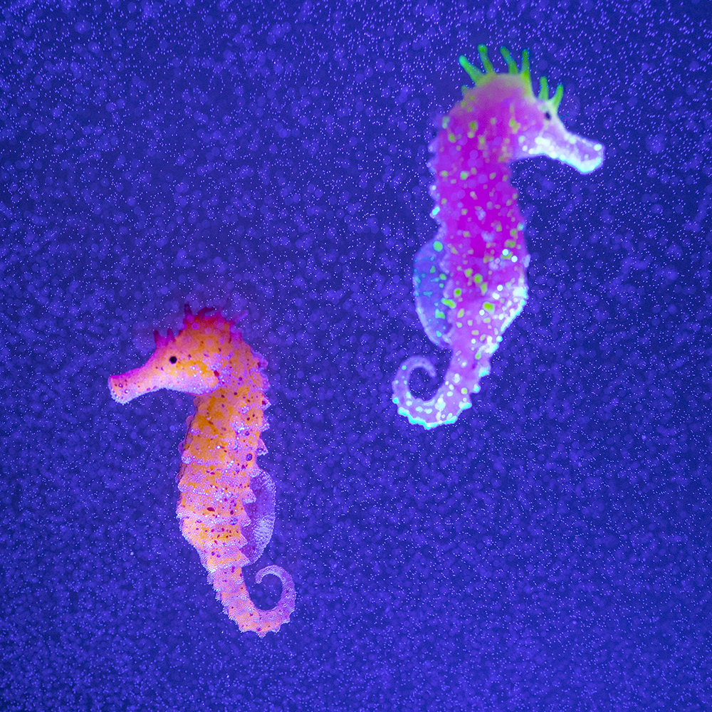 Two Pack Of Sea Horses For The Hypnotic Jellyfish Aquarium Or The Hypnotic Jellyfish Oceanarium