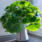 The Indoor Self Watering Planter