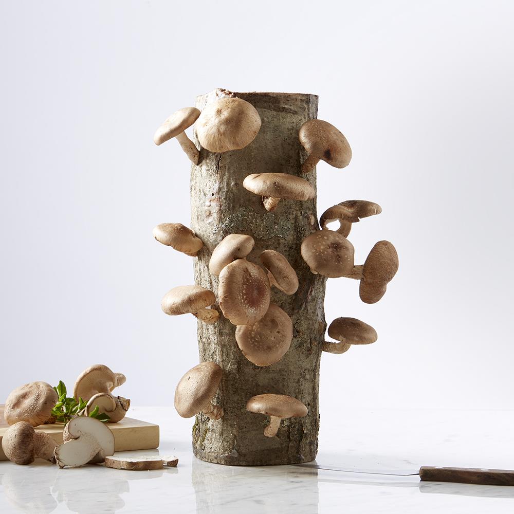 Shiitake Mushroom Log - Tan