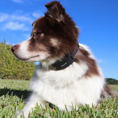 The Shock Free Antibark Collar Hammacher Schlemmer