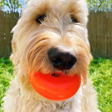 The Indestructible Dog Toys (Small)