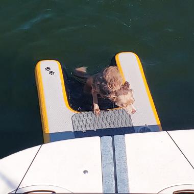 The Swimming Dog's Boat/Pool Ramp (Mini)