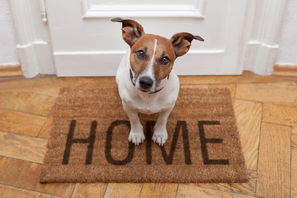 Dog Rug