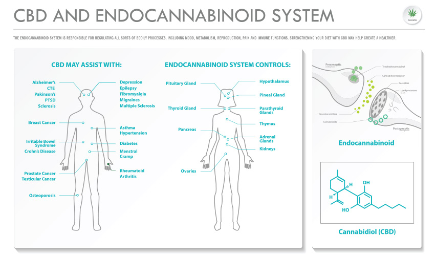 ECS, CBD, and Your Health